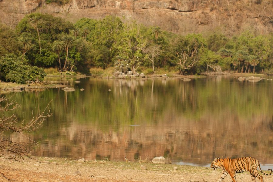 Ranthambore tour packages