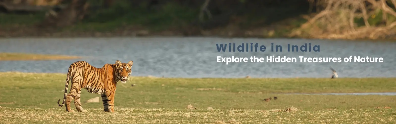 Wildlife-tour-packages