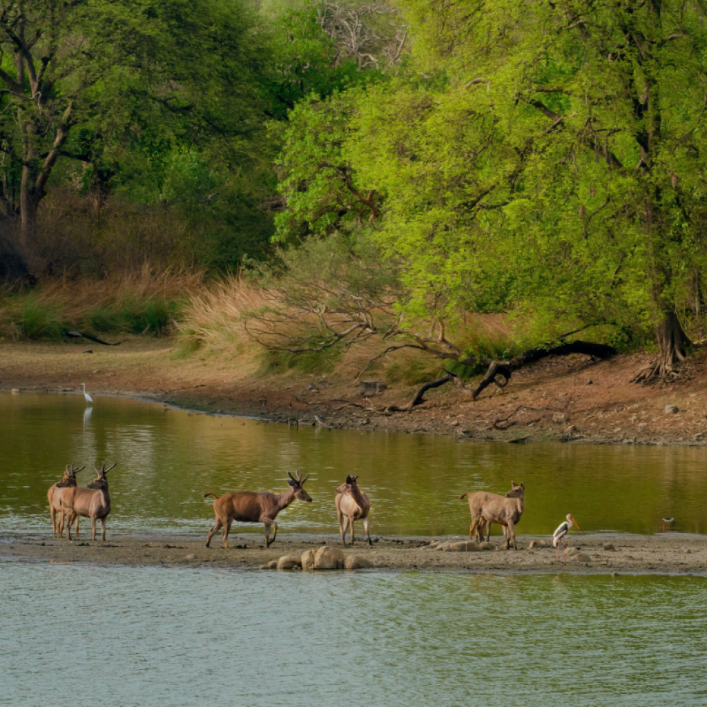 Jim Corbett National Park Tour from Delhi