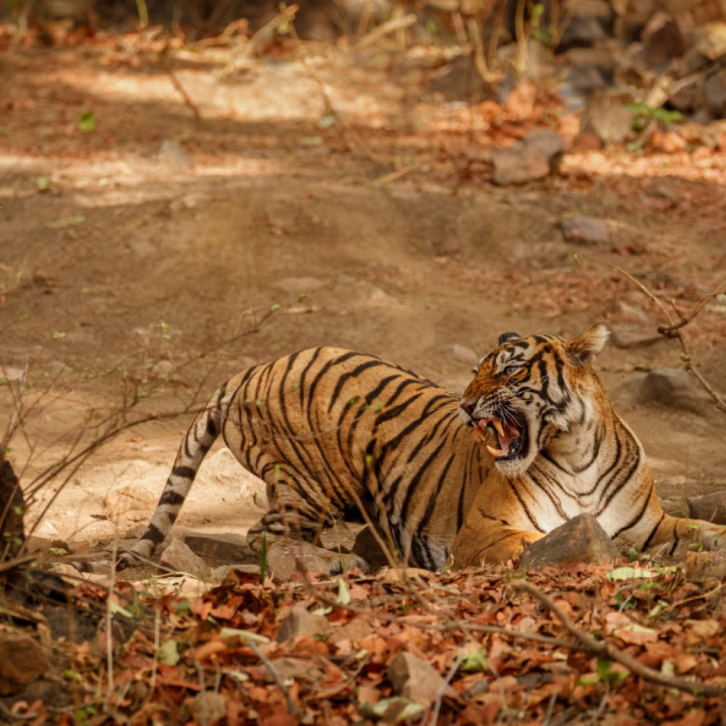 Jim Corbett National Park Tour from Delhi