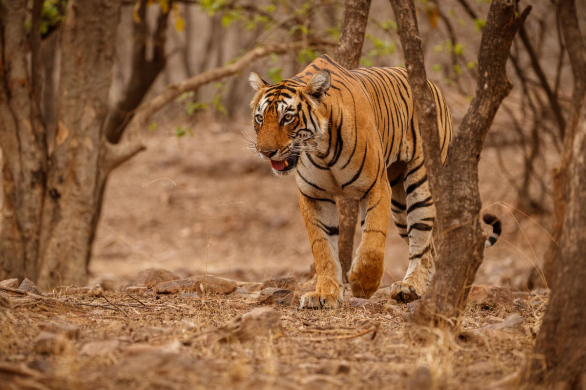 Rajasthan Tour Packages